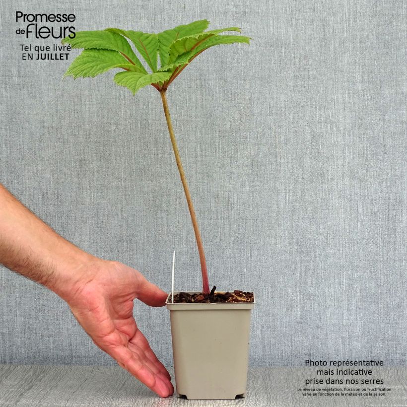 Amostra de Rodgersia aesculifolia Irish Bronze Vaso de 8/9 cm tal como entregue no verão