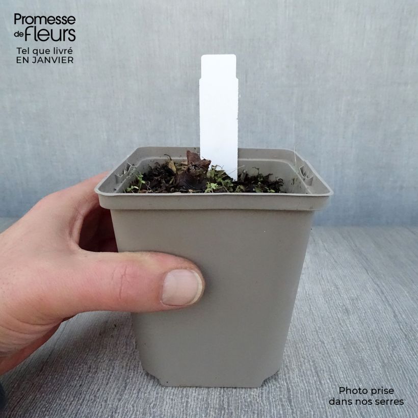 Amostra de Rodgersia Aesculifolia Irish Bronze Vaso de 8/9 cm tal como entregue no inverno