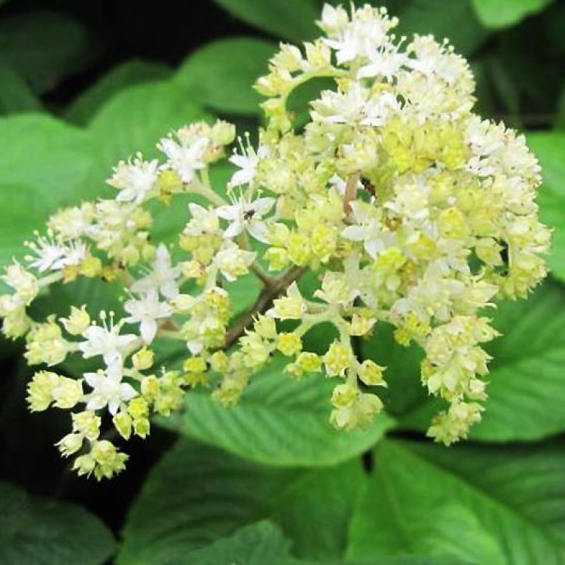 Rodgersia La Blanche (Floração)