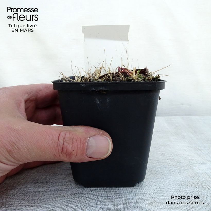 Amostra de Rodgersia La Blanche - Rodgersia La Blanche Vaso de 8/9 cm tal como entregue na primavera