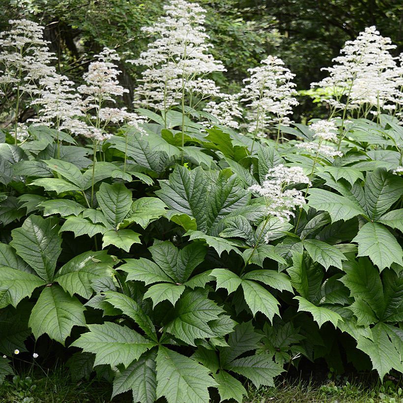 Rodgersia La Blanche (Hábito)