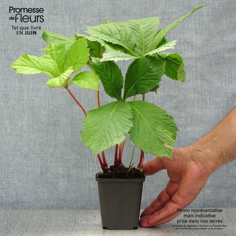 Amostra de Rodgersia aesculifolia Vaso de 8/9 cm tal como entregue no verão