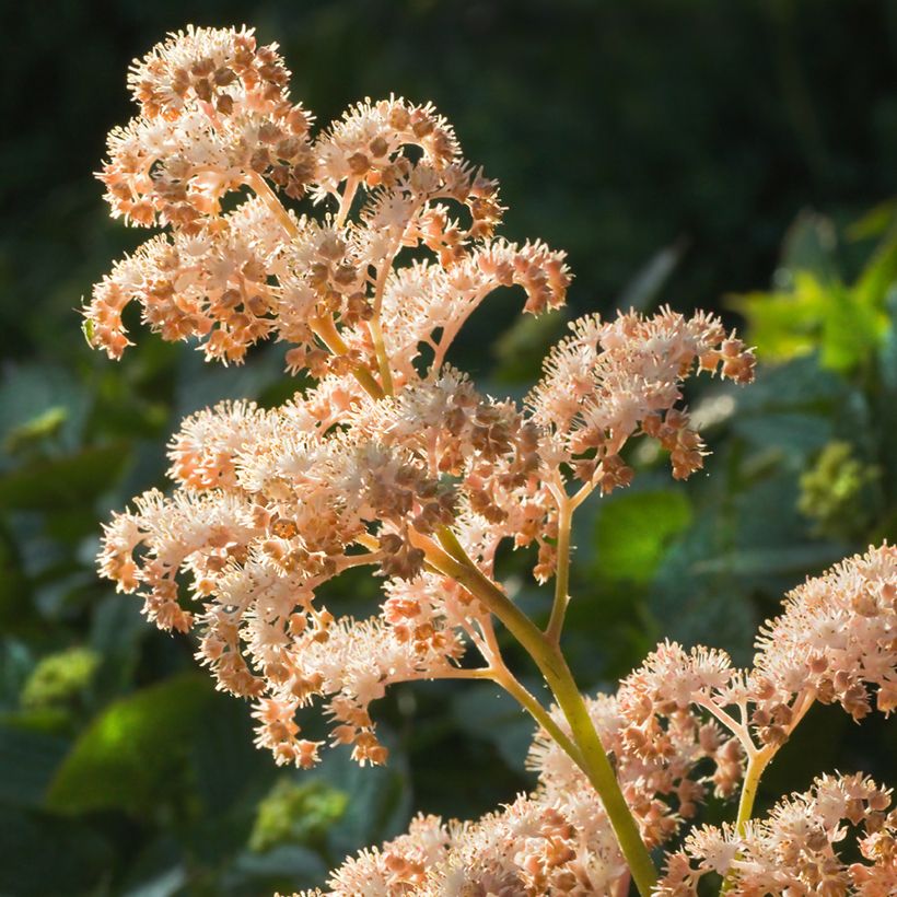 Rodgersia aesculifolia (Floração)
