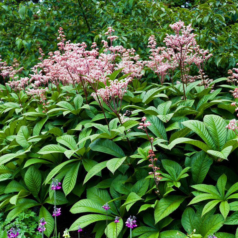 Rodgersia aesculifolia (Hábito)