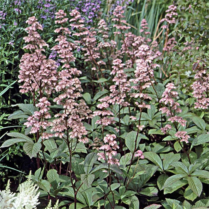 Rodgersia aesculifolia var. henrici (Hábito)