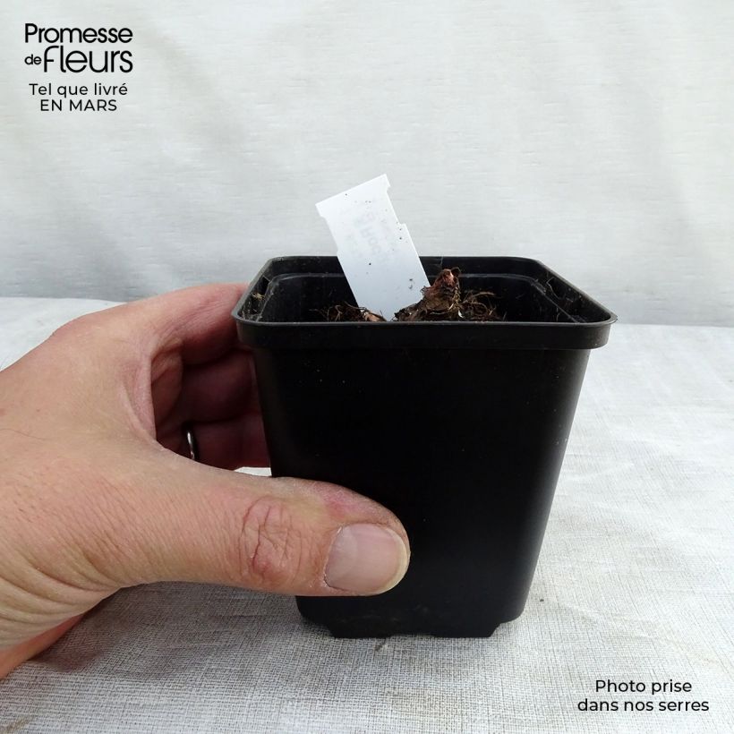 Amostra de Rodgersia aesculifolia var. henrici Vaso de 8/9 cm tal como entregue na primavera