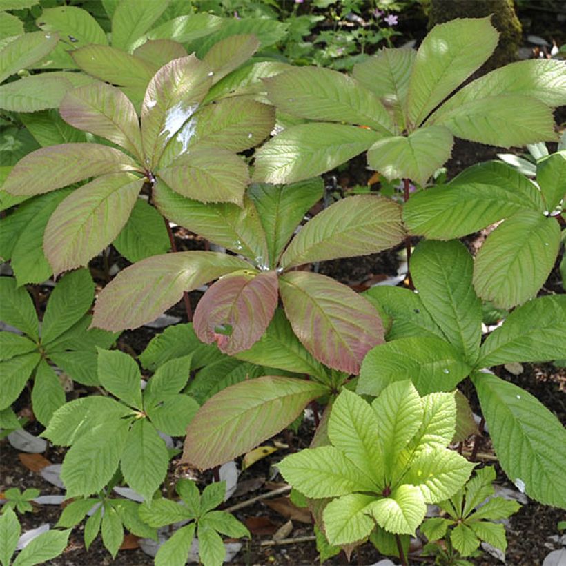 Rodgersia pinnata (Folhagem)
