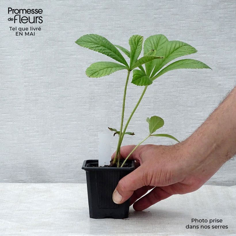 Amostra de Rodgersia pinnata Vaso de 8/9 cm tal como entregue na primavera