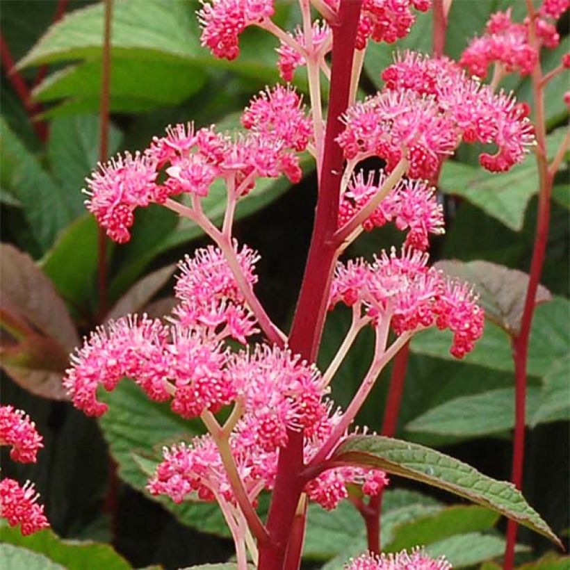 Rodgersia pinnata Bronze Peacock (Floração)