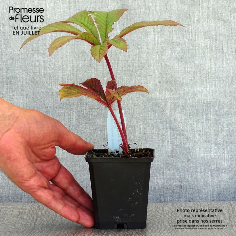 Amostra de Rodgersia pinnata Bronze Peacock Vaso de 8/9 cm tal como entregue no verão