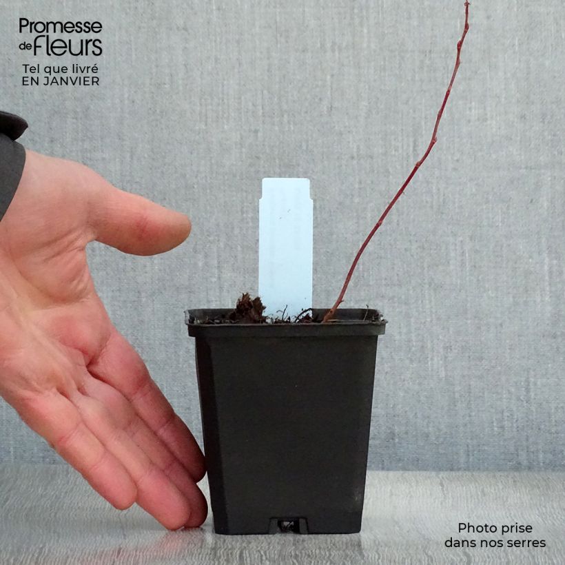 Amostra de Rodgersia pinnata Bronze Peacock Vaso de 8/9 cm tal como entregue no inverno