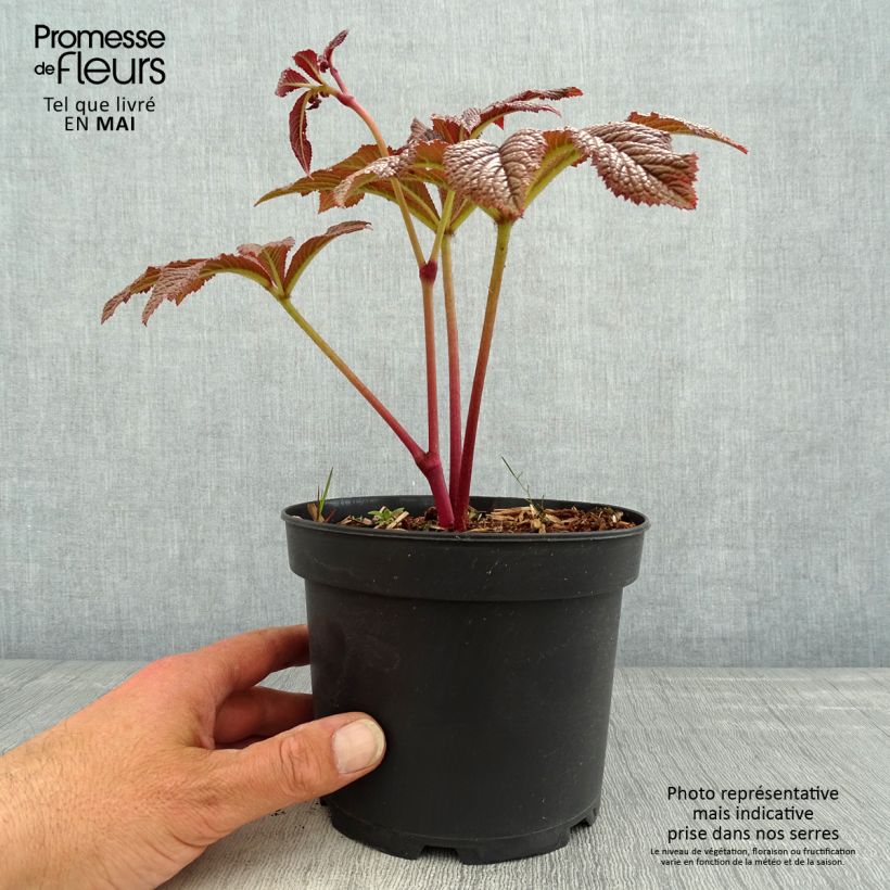Amostra de Rodgersia pinnata Bronze Peacock Vaso de 2 L/3 L tal como entregue na primavera