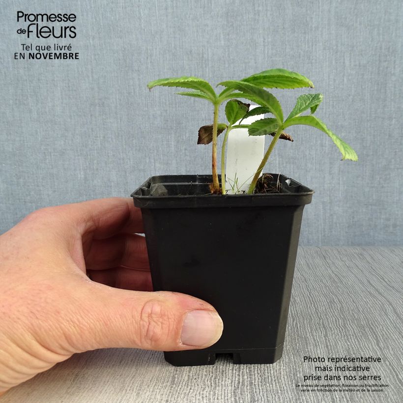 Amostra de Rodgersia pinnata Chocolate Wings Vaso de 8/9 cm tal como entregue no outono