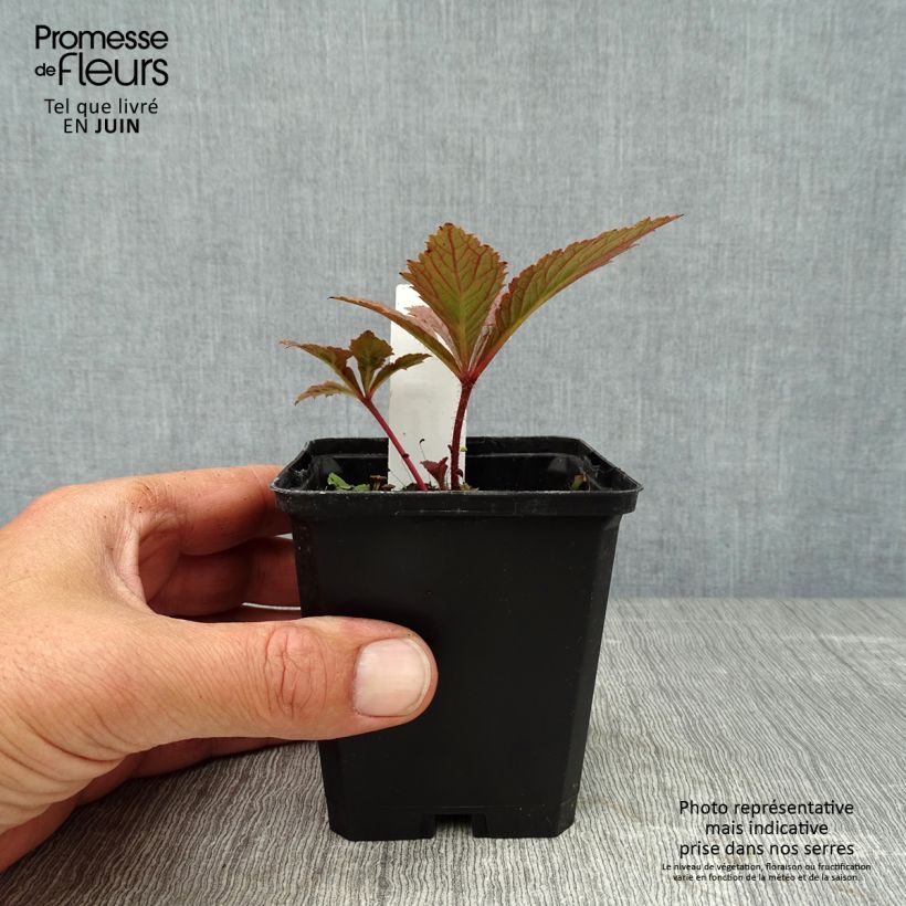 Amostra de Rodgersia pinnata Chocolate Wings Vaso de 8/9 cm tal como entregue no verão