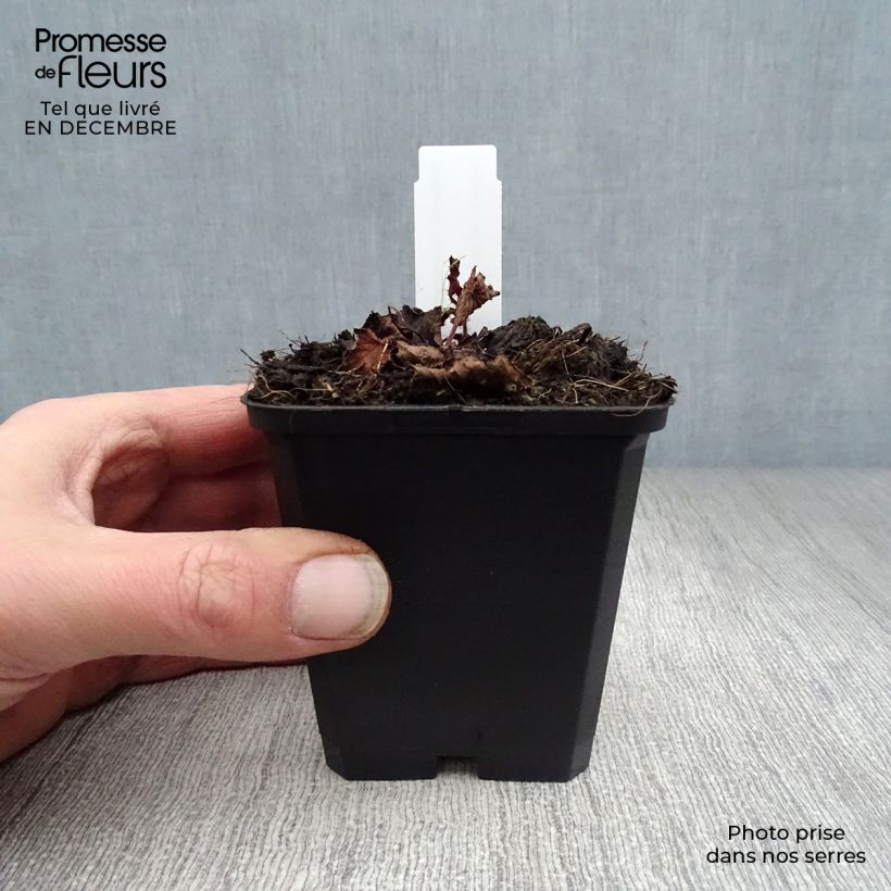 Amostra de Rodgersia pinnata Chocolate Wings Vaso de 8/9 cm tal como entregue no inverno