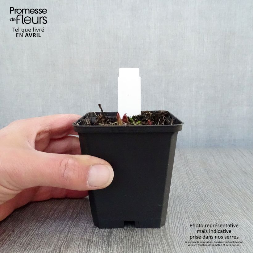 Amostra de Rodgersia pinnata Chocolate Wings Vaso de 8/9 cm tal como entregue na primavera