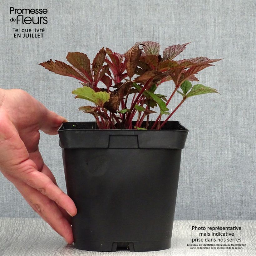 Amostra de Rodgersia pinnata Chocolate Wings Vaso de 2 L/3 L tal como entregue no verão