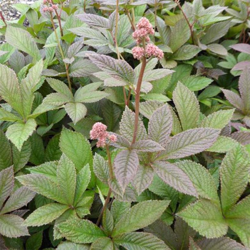 Rodgersia pinnata Dark Pokers (Folhagem)