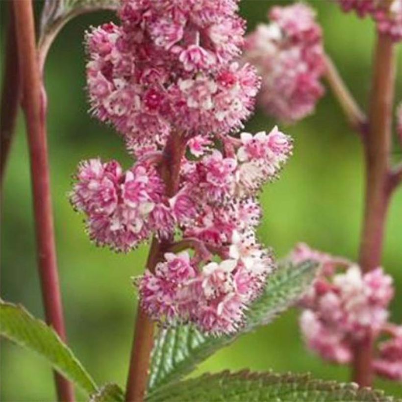Rodgersia pinnata Dark Pokers (Floração)