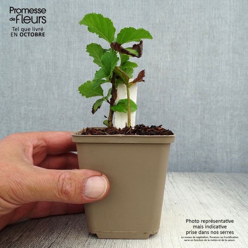 Amostra de Rodgersia pinnata Dark Pokers Vaso de 8/9 cm tal como entregue no outono