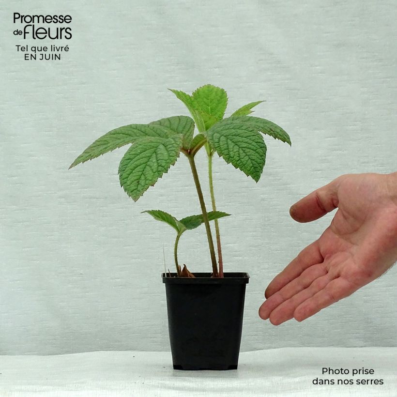Amostra de Rodgersia pinnata Dark Pokers Vaso de 8/9 cm tal como entregue no verão