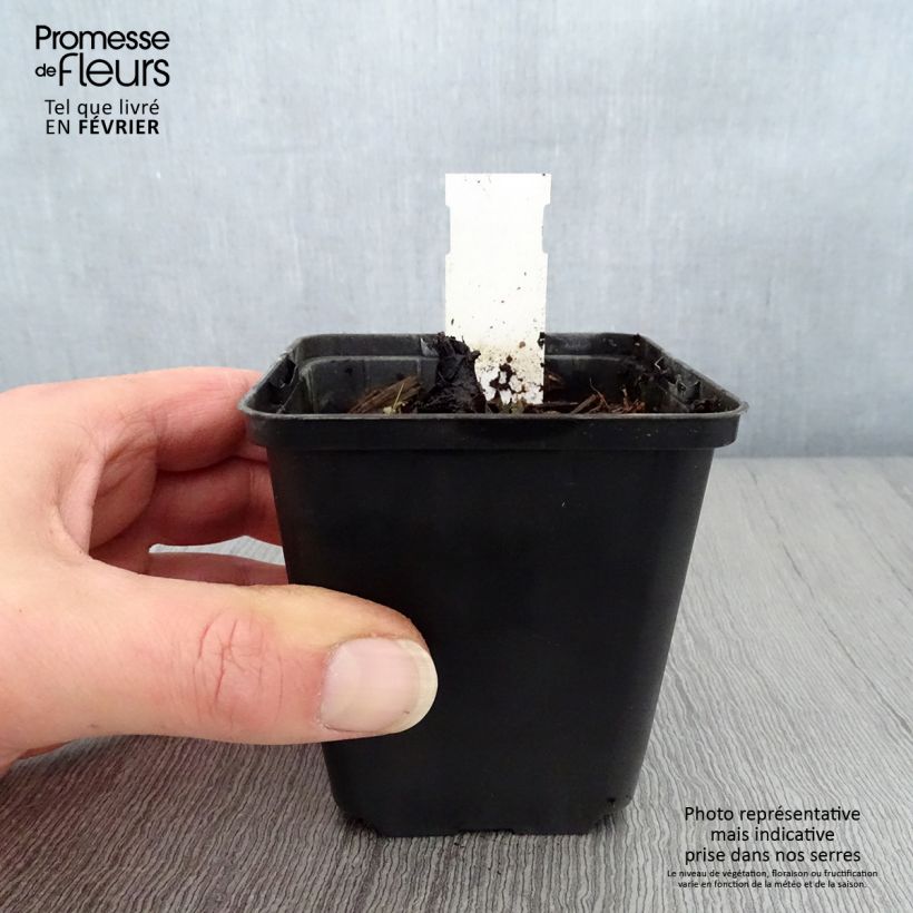 Amostra de Rodgersia pinnata Dark Pokers Vaso de 8/9 cm tal como entregue no inverno