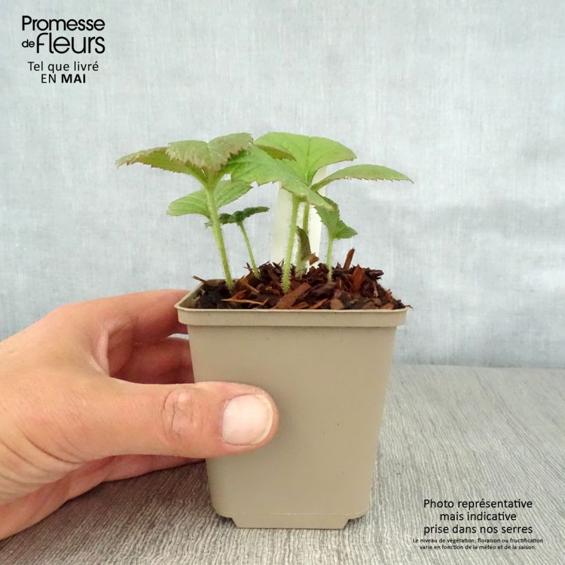 Amostra de Rodgersia pinnata Dark Pokers Vaso de 8/9 cm tal como entregue na primavera