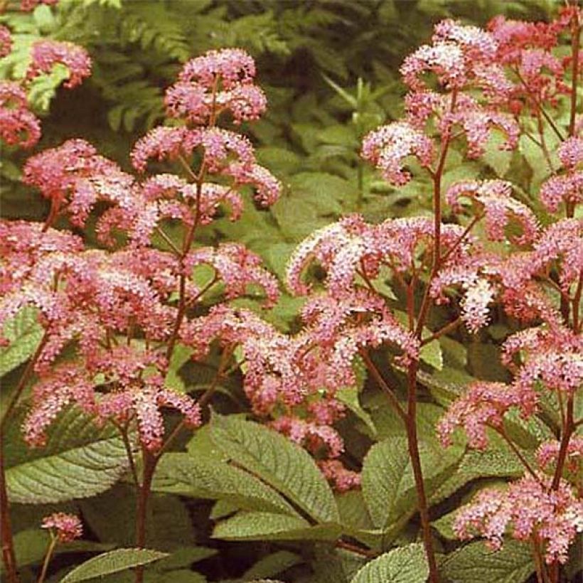 Rodgersia pinnata Elegans (Floração)