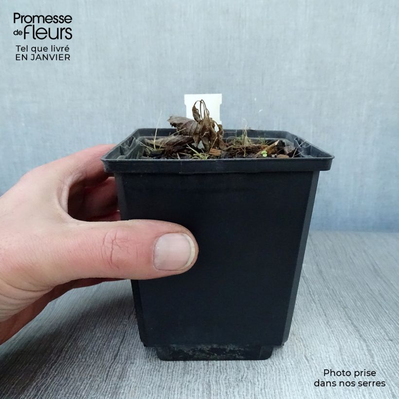 Amostra de Rodgersia pinnata Elegans Vaso de 8/9 cm tal como entregue no inverno