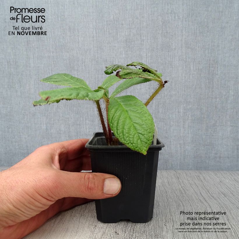 Amostra de Rodgersia pinnata Vaso de 8/9 cm tal como entregue no outono