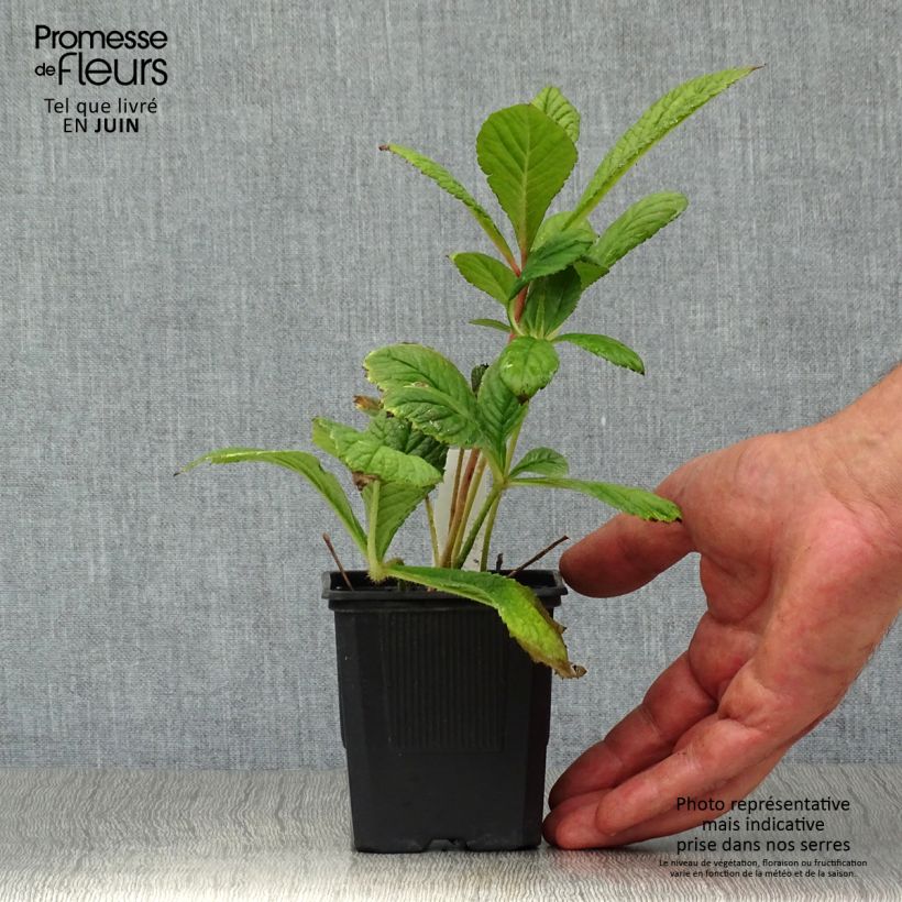 Amostra de Rodgersia pinnata Vaso de 8/9 cm tal como entregue no verão