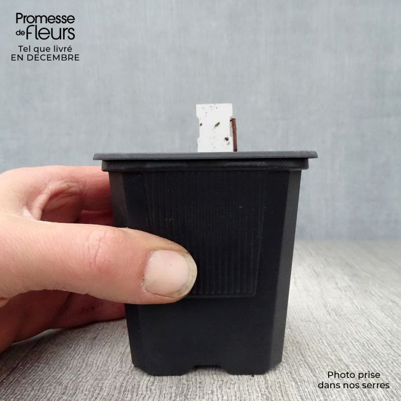 Amostra de Rodgersia pinnata Vaso de 8/9 cm tal como entregue no inverno