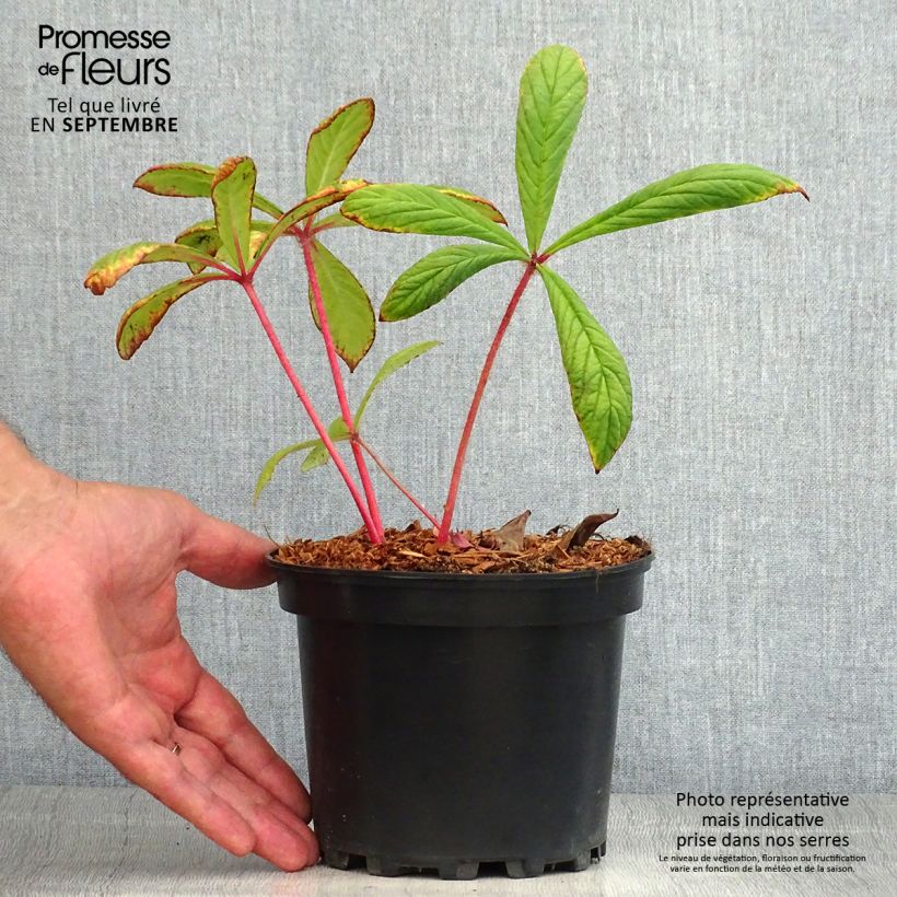 Amostra de Rodgersia pinnata Vaso de 1,5 L/2 L tal como entregue no verão