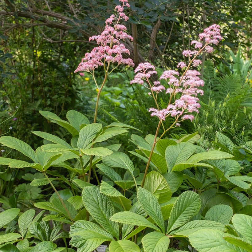 Rodgersia pinnata (Hábito)