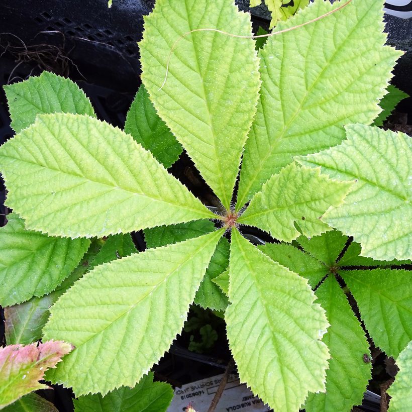Rodgersia podophylla (Folhagem)