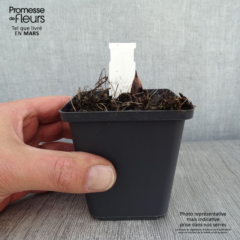 Amostra de Rodgersia podophylla Vaso de 8/9 cm tal como entregue no inverno