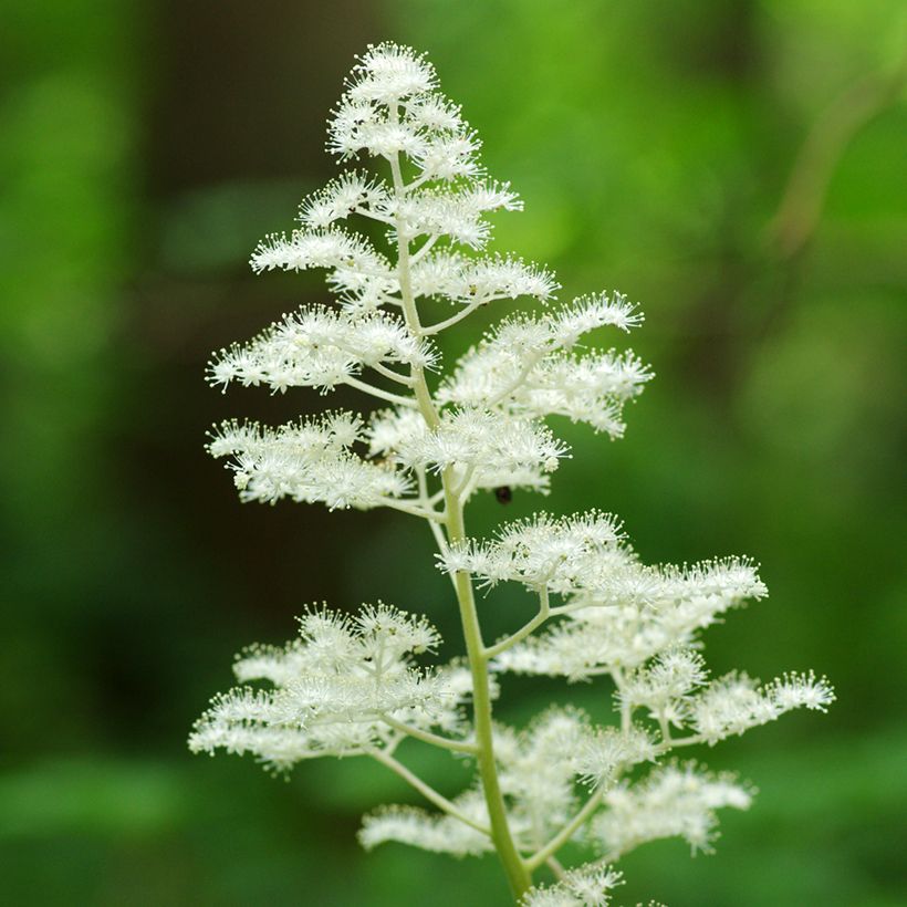 Rodgersia podophylla (Floração)
