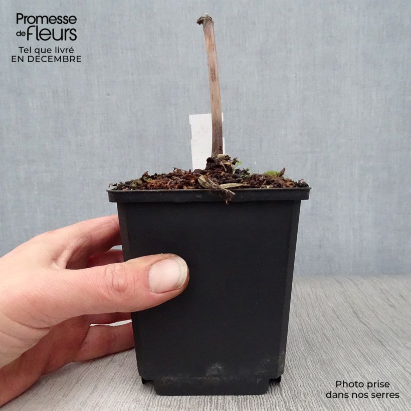 Amostra de Rodgersia sambucifolia - Rodgersia à feuilles de sureau Vaso de 8/9 cm tal como entregue no inverno