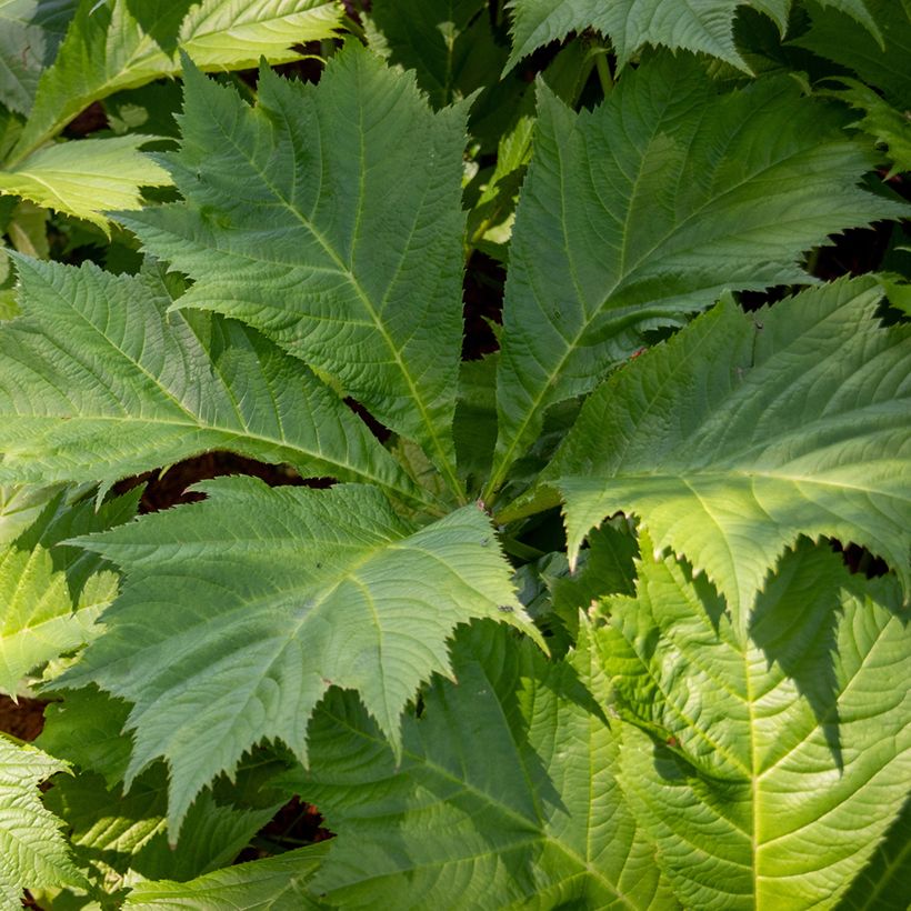 Rodgersia sambucifolia (Folhagem)