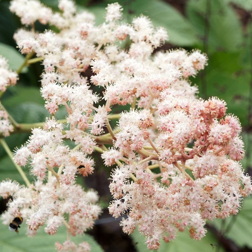 Rodgersia sambucifolia (Floração)