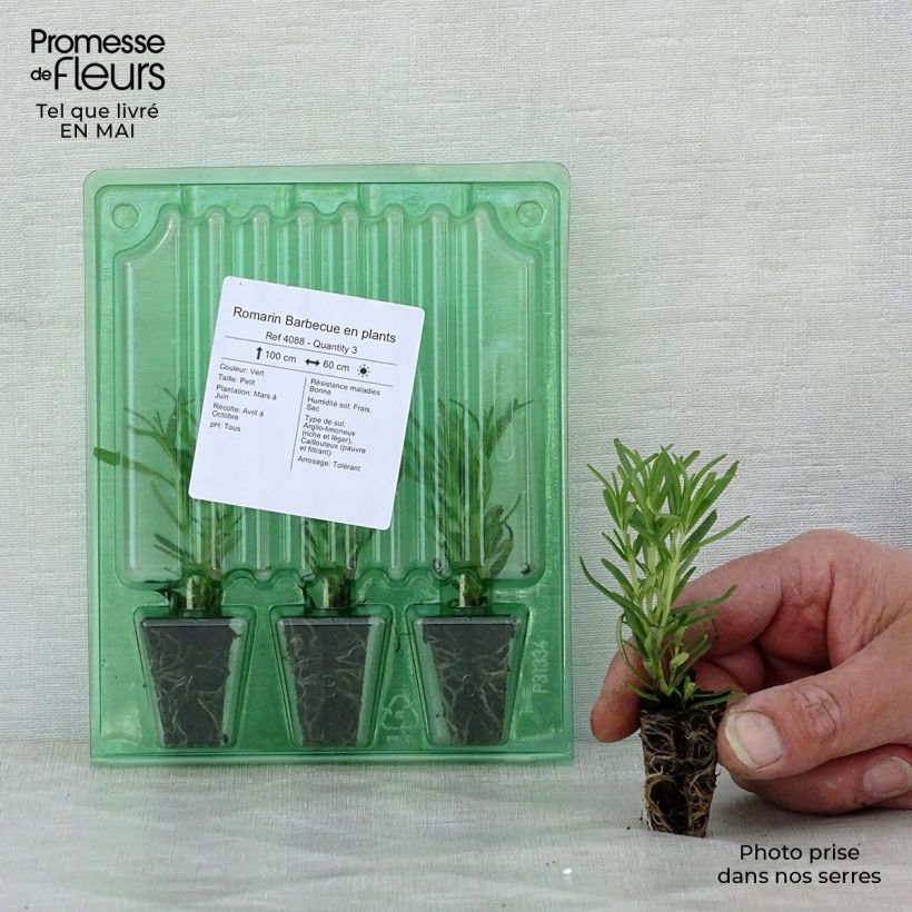 Amostra de Romarin Barbecue en plants Mini-torrão Ø 3/4 cm tal como entregue na primavera