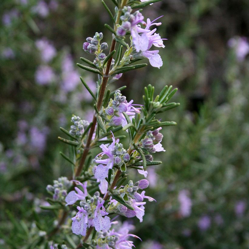 Alecrim Majorca Pink (Floração)