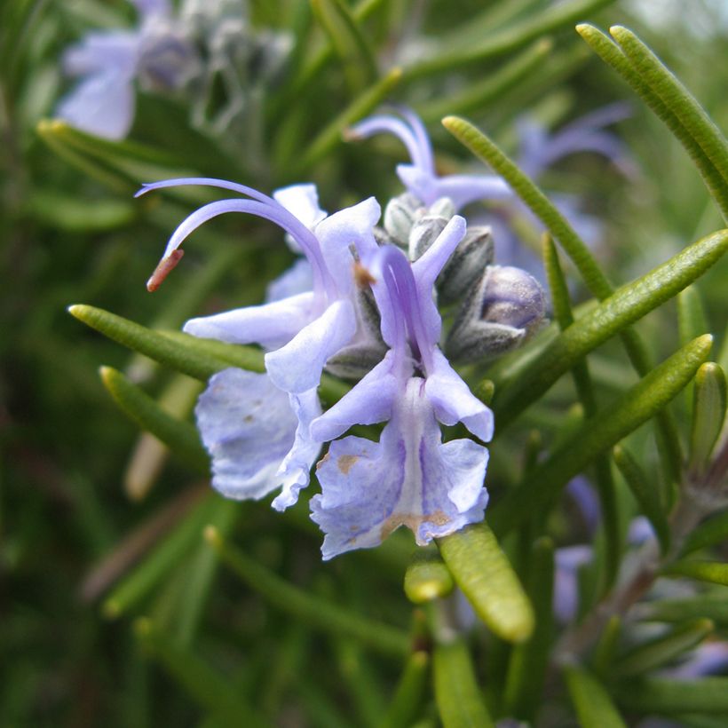 Alecrim Tuscan Blue (Floração)