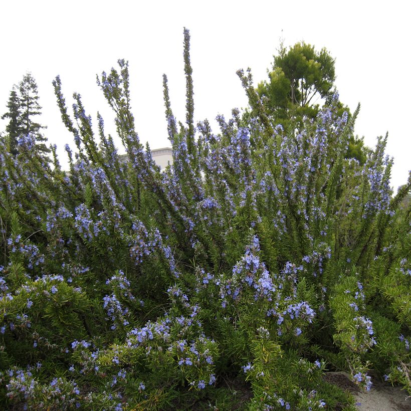 Alecrim Tuscan Blue (Hábito)
