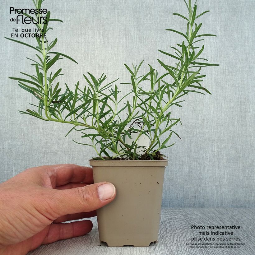 Amostra de Alecrim Albiflorus Vaso de 8/9 cm tal como entregue no outono