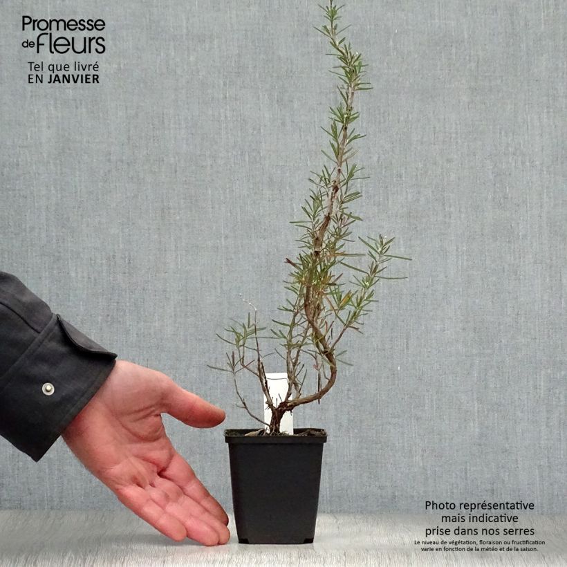 Amostra de Alecrim Albiflorus Vaso de 8/9 cm tal como entregue no inverno