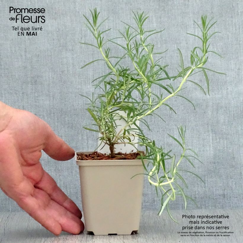 Amostra de Alecrim Albiflorus Vaso de 8/9 cm tal como entregue na primavera