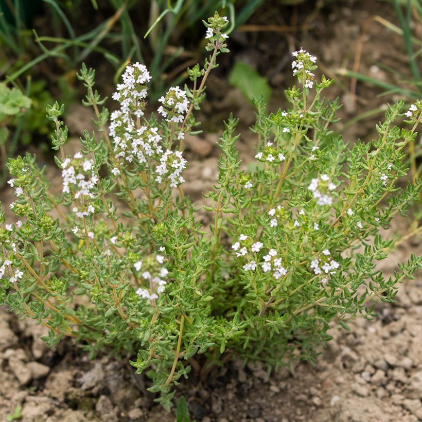 Alecrim Albiflorus (Hábito)