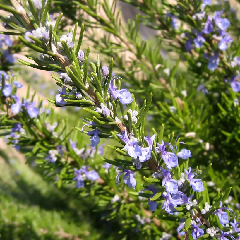Alecrim Bio - Rosmarinus officinalis (Floração)