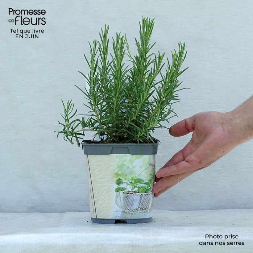 Amostra de Alecrim Bio plantas jovens - Rosmarinus officinalis Vaso de 1 L/1,5 L tal como entregue no verão